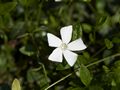 Vinca minor Gertrude Jekyli Barwinek pospolity